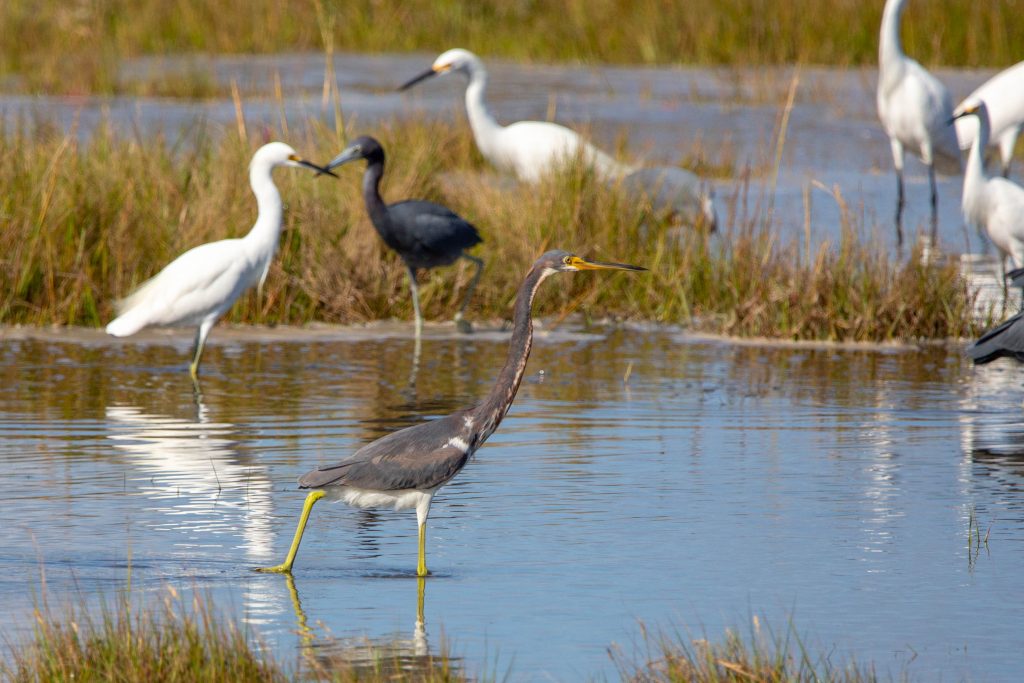 Herons and egrets