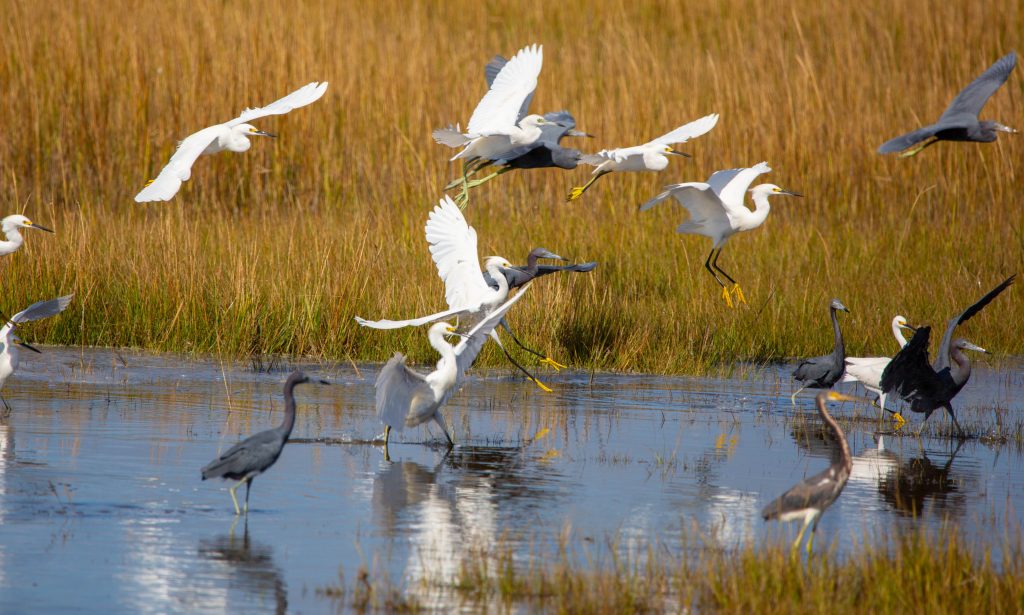 Herons and egrets flying in