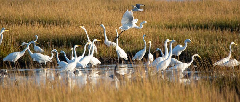 Great egrets and herons fishing
