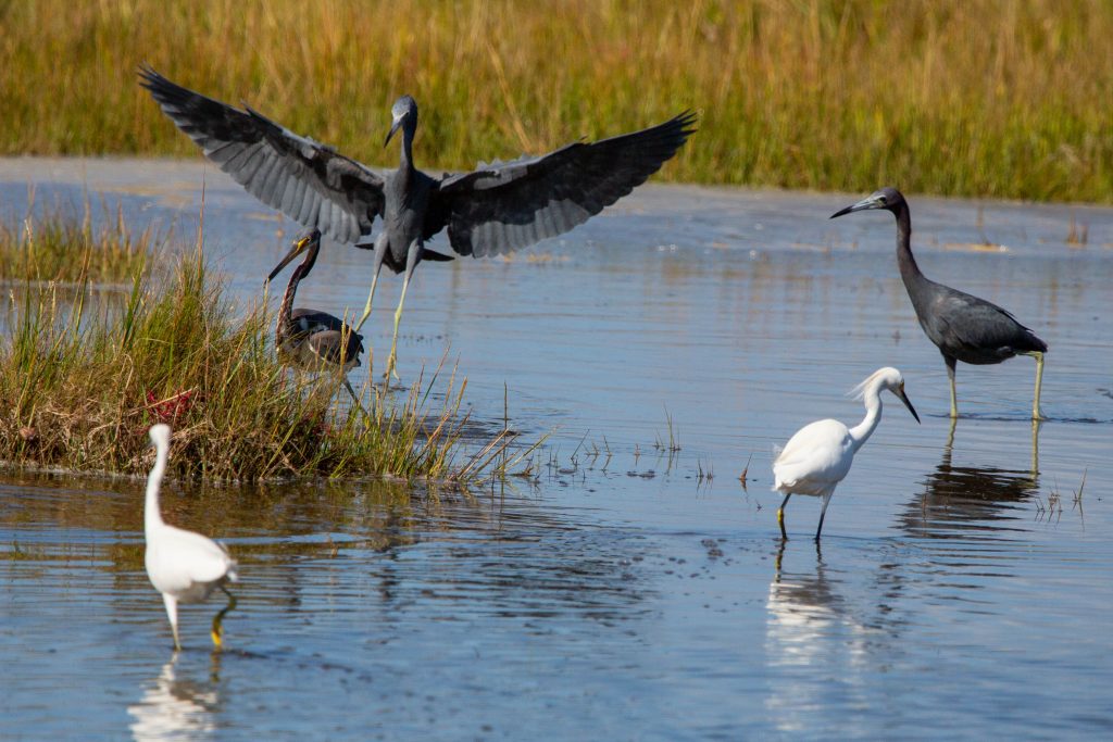 Little blue Herons and egrets