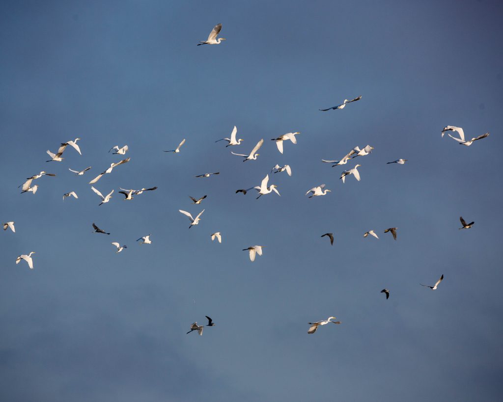 A large group of Egrets and herons in flight