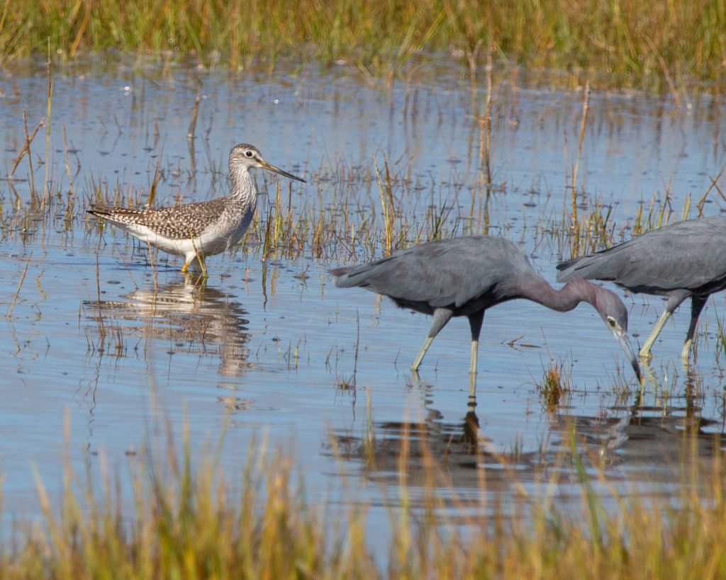 Littler blue herons and greater yellowleg