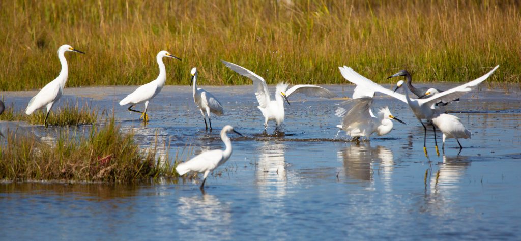 Herons and egrets