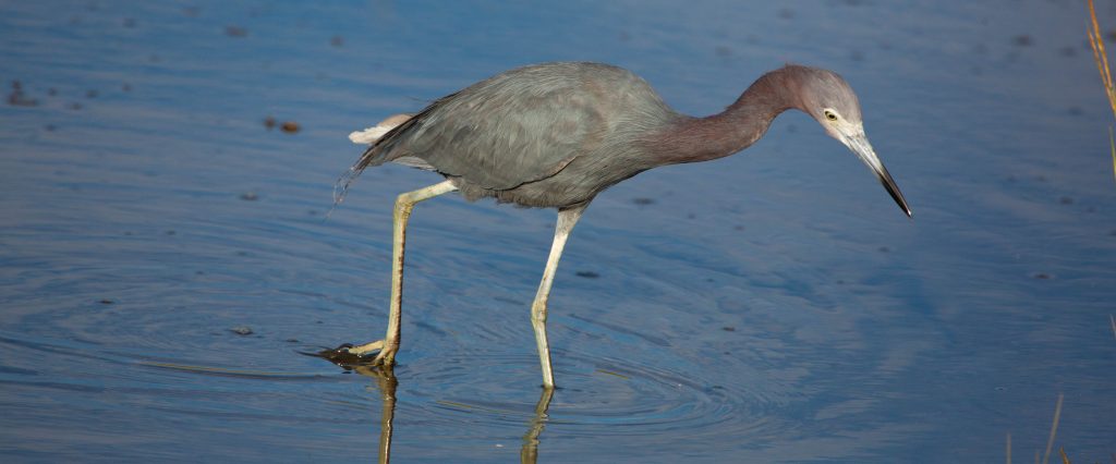 Little blue heron fishing