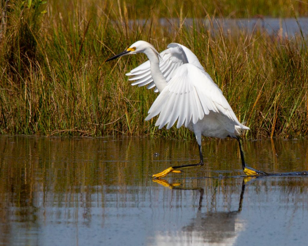 Running snowy egret