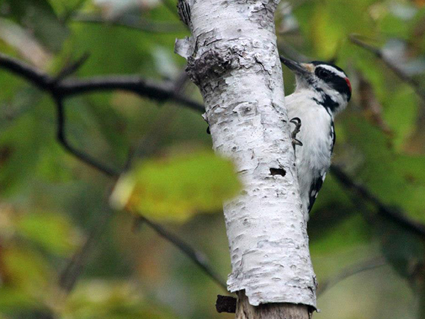 Downy Woodpecker