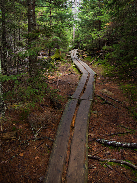 Cut log trail