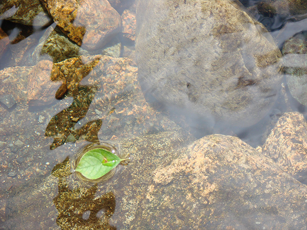 Leaf in stream
