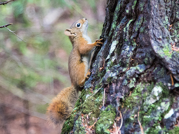 Red Squirrel