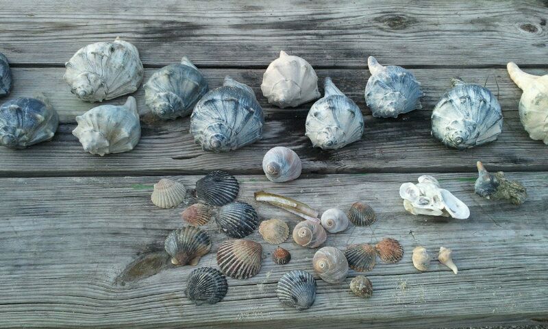 Assateague Island shells