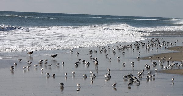 Sanderling filled beach