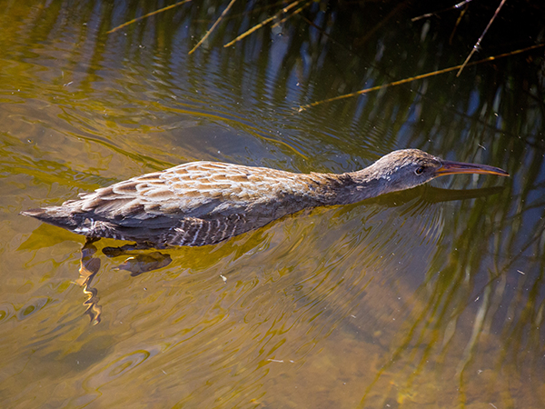 Clapper rail swimming