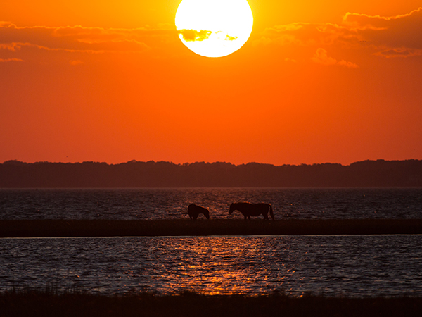 Assateague Island horses at sunset