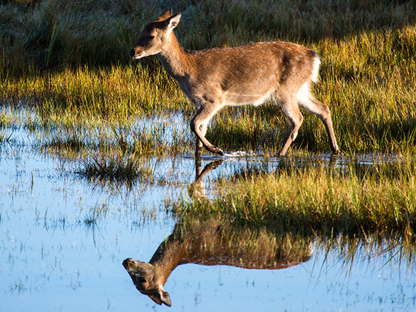 Sika deer reflection