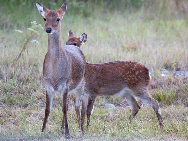 Sika deer in Assateague Island