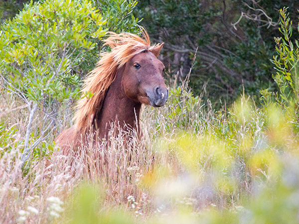 Wild stallion in Assateague Island