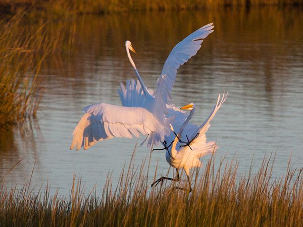Great Egret showdown at sundown