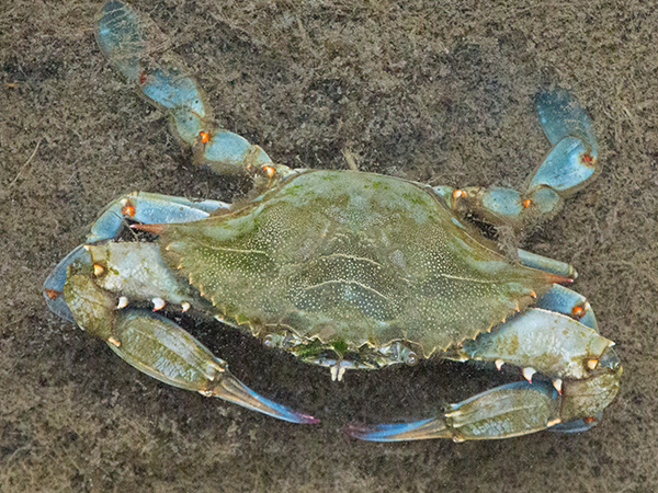 Assateague Island blue crab