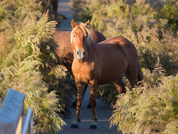 Horses on walkway