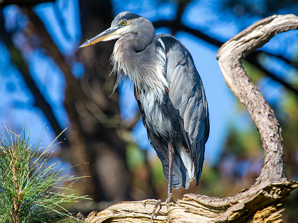 Great blue heron in Chincoteague