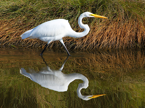 Great egret reflection