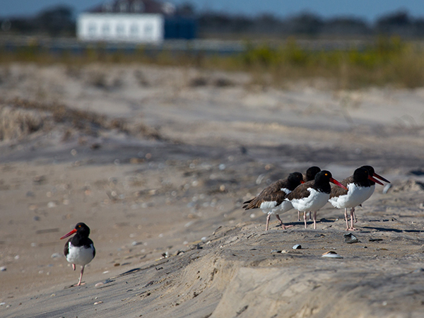 Oystercatchers