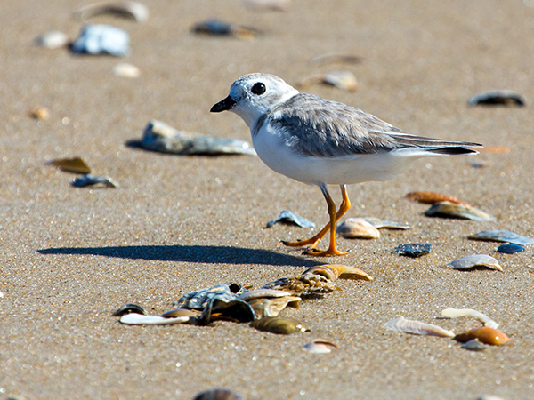 Piping Plover