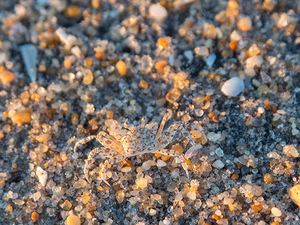Camouflaged crab