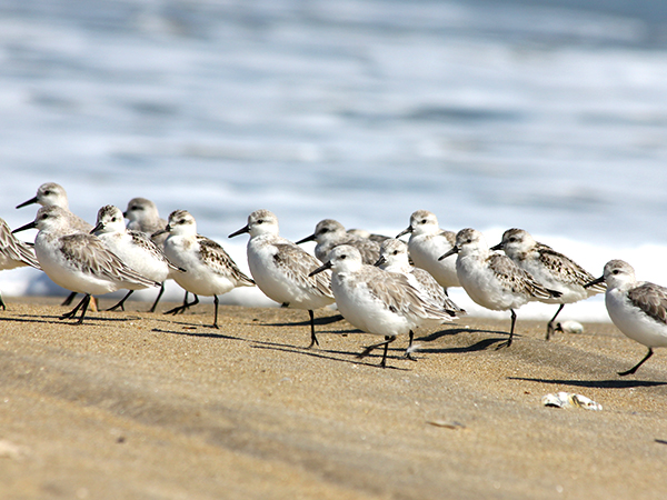 Sanderlings on beach