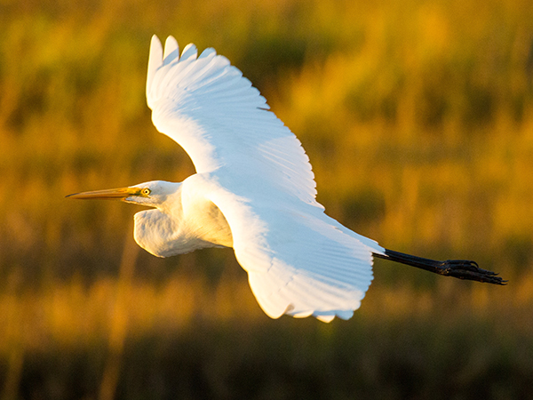 Great egret flying into a sunset