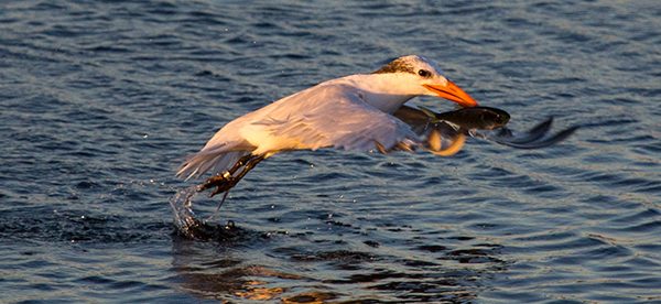 Tern with fish